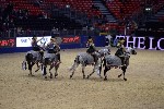 Quadrille - 00823